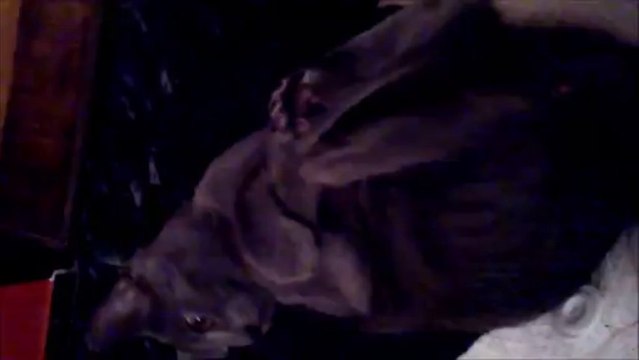 Мачор игра на Gangnam Style