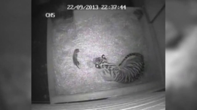 Naissance d'un bébé tigre à Londres!! Trop Mignon!!