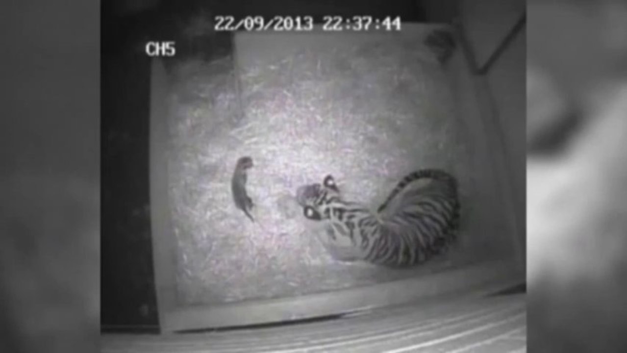 Naissance d'un bébé tigre à Londres!! Trop Mignon!!