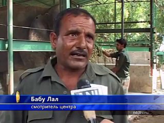 В Индии работает «Рай для слонов»