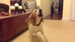 Doorbell Barking Beagle Captured in Slow Motion
