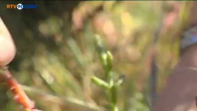 Stukje Schier wordt weer zee - RTV Noord