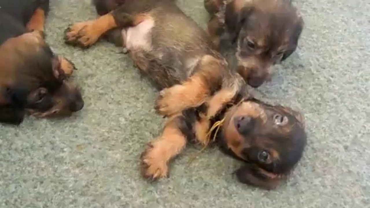 Chiots Erle