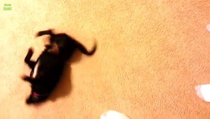 Funny Dogs Going Crazy After Bath Compilation!!