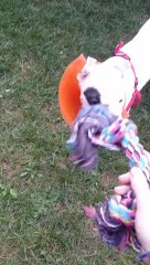 Seance de jeu de Calypso, une jeune Dogue Argentin