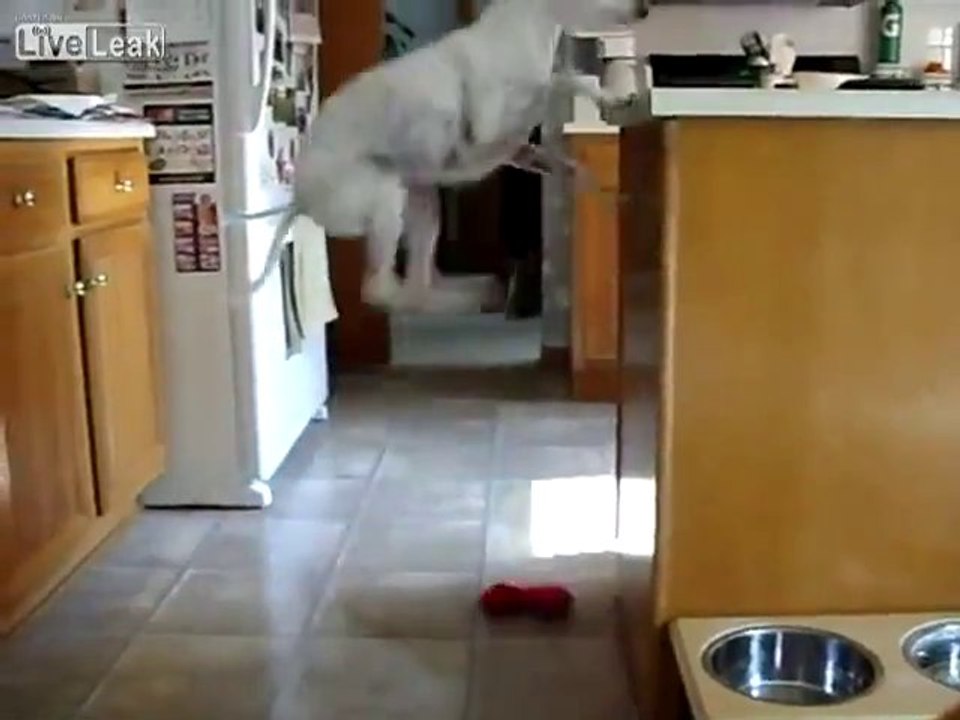 Impatient Dog very excited about dinner jumping all around!!