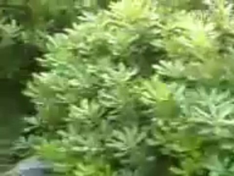 Fat Burning Furnace - Fat Burning Furnace Review Scam