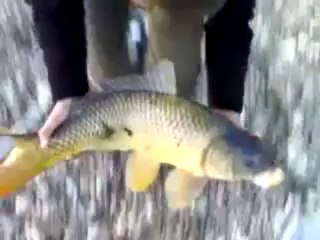 Olta İle Yakalanan Büyük Balık 3