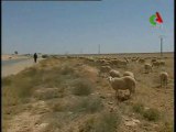 Réalisation;un complexe Régional des viandes rouges à Hassi Bahbah (Djelfa الحوم حمرا