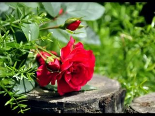 How To Become A Guy Magnet Online Book