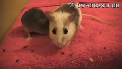 mouse clickertraining 3