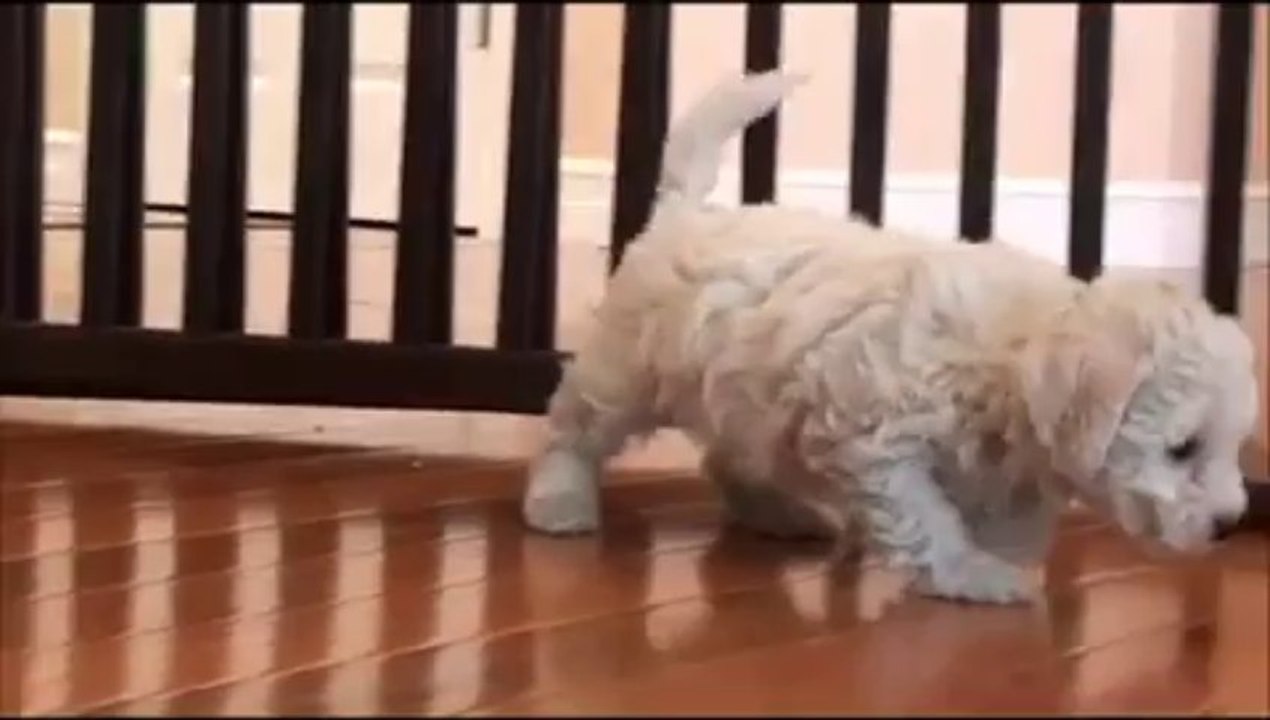 Bichon Frise puppies for sale - February 13, 2012.wmv