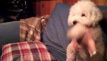 Dancing Bichon Frise Dog Likes the Beat