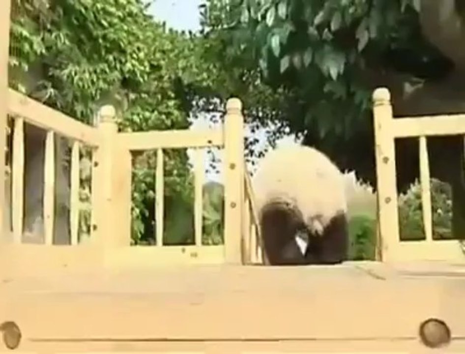 Pandas Enjoying Slide