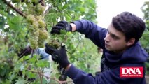 Jour de vendanges