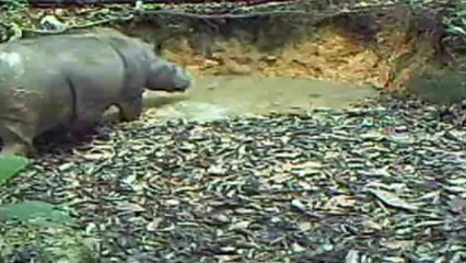 Rinoceronte que se creía extinto