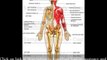 Human Anatomy Body And Its Parts Anatomy Organs - Get FREE Human Anatomy Course