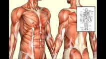 *WOW* How to Master Human Anatomy and Physiology IN 3 DAYS or Less, 100% GUARANTEED!