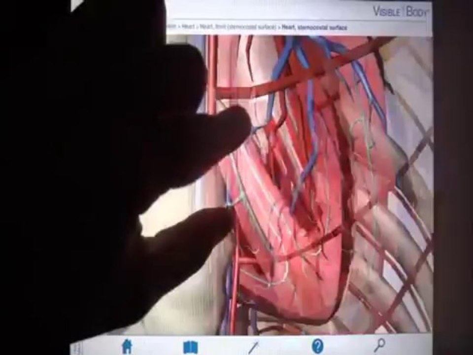 Educational App Tutorial: Visible Body (3D Human Anatomy)