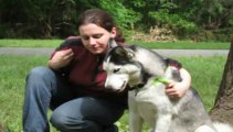 Dog Obedience Training In - The Online Dog Trainer