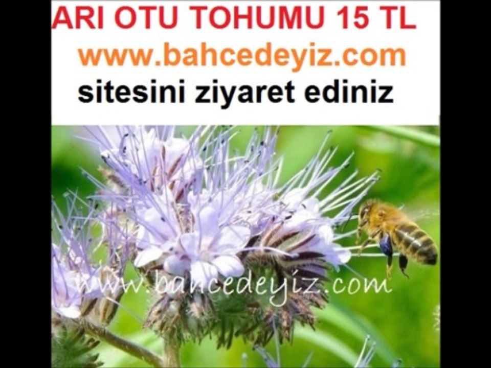 Arı otu tohumu,fazelya,arıotu tohumu,arı-otu-tohumu,arıotu-tohumu,arı otu tohumu fiyatları,arı-otu-tohumu-fiyatı