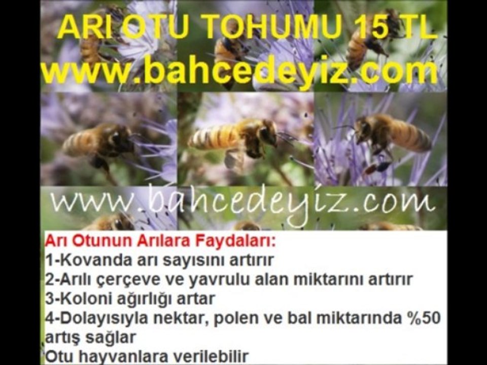 arıotu-tohumu,arı otu tohumu fiyatları,arı-otu-tohumu-fiyatı,arı otu tohumları