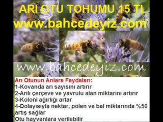 fazelya-tohumu,fazelya-phacelia-tanacetifolia, arı otu yetiştiriciliği,arı-otu-yetiştiriciliği, arı otu satışı,arı otu fiyatı, arı-otu-fiyatı