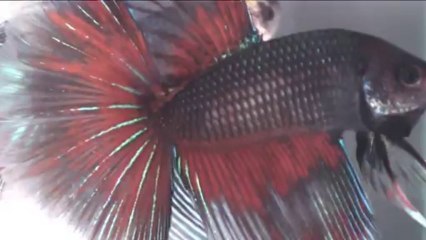 Show Betta soucheXX avant Blois 2013