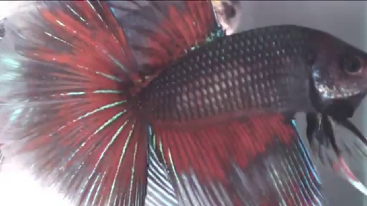 Show Betta soucheXX avant Blois 2013