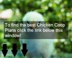 Cheap plans for building a chicken coop | Buy cheap easy to use plans for building a chicken coop