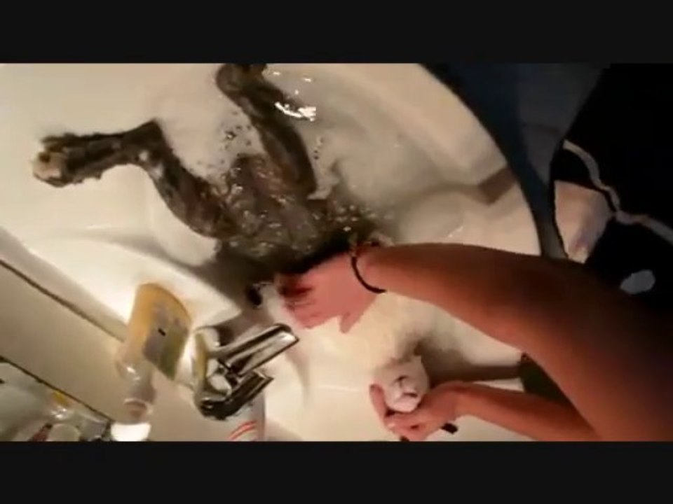 Le bain du lapin
