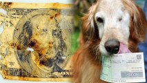 Dog Owner Reimbursed $500 for Half-Digested Legal Tender