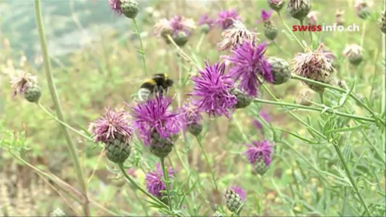 Forest regrows after devastating fire