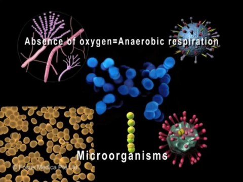 Respiratory System (Jr. Animated Atlas of Human Anatomy & Physiology)