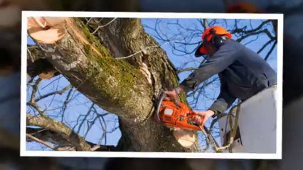 Stump Grinding Chesapeake