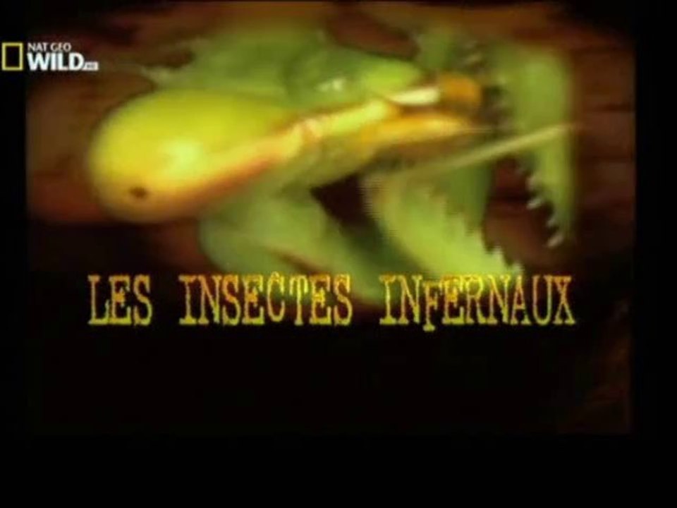 Les insectes infernaux (Jungle)