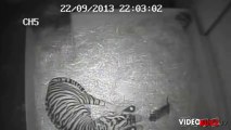 Naissance d’un tigre de Sumatra dans un zoo