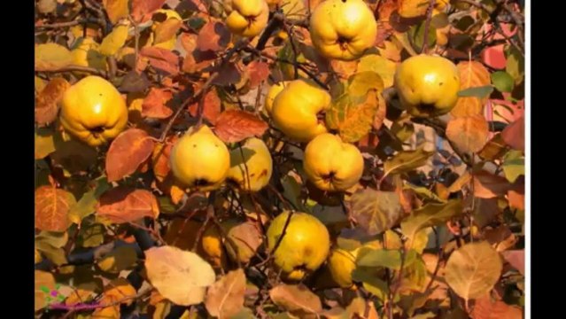 BRITNEY SPEARS Fantasy Eau De Parfum Spray