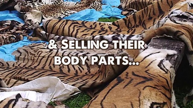 10 Reasons Why BIG CATS Make BAD PETS!