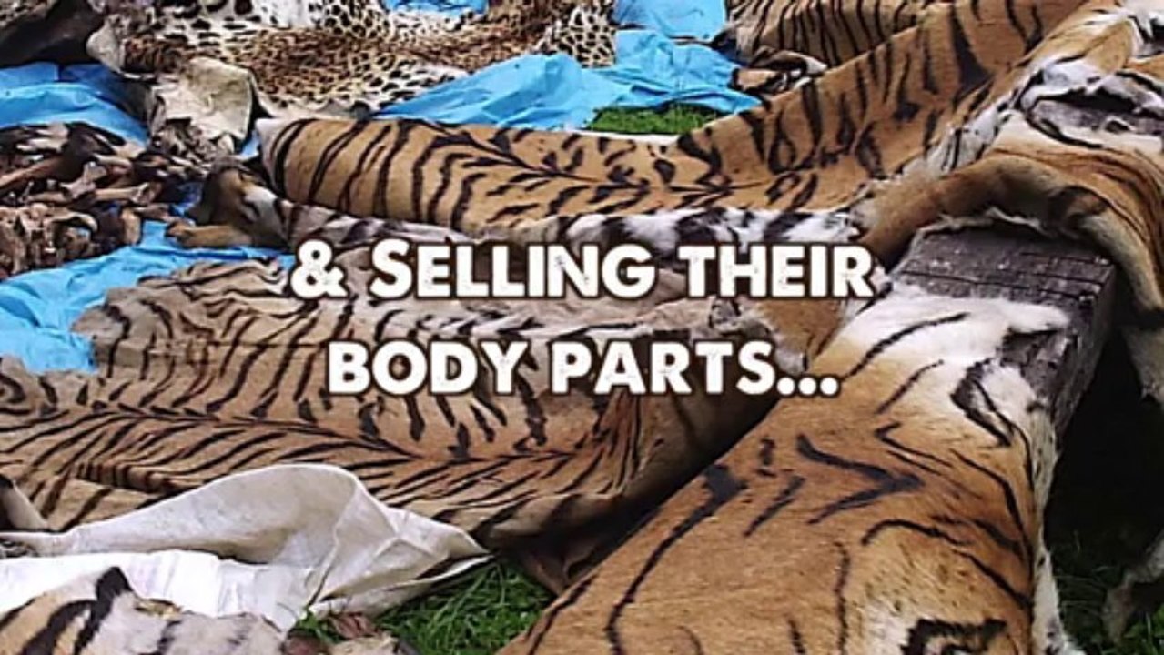 10 Reasons Why BIG CATS Make BAD PETS!