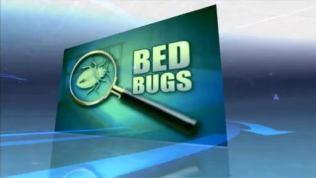 Pest Control Treatments for Bed Bugs extermination