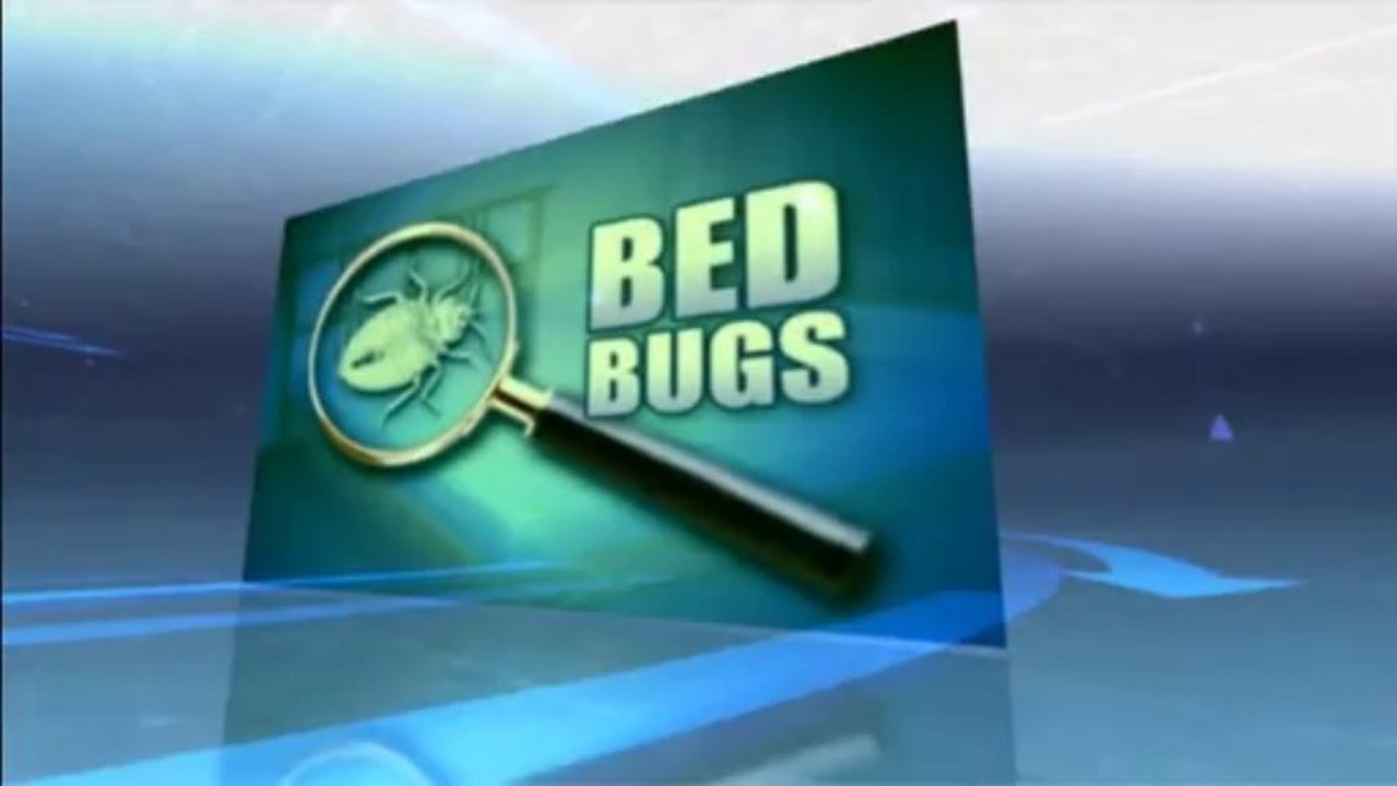 Pest Control Treatments for Bed Bugs extermination