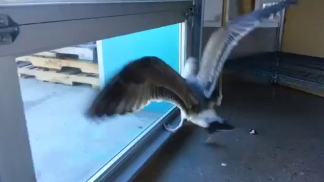Seagulls Bid For Freedom Hampered by Windows