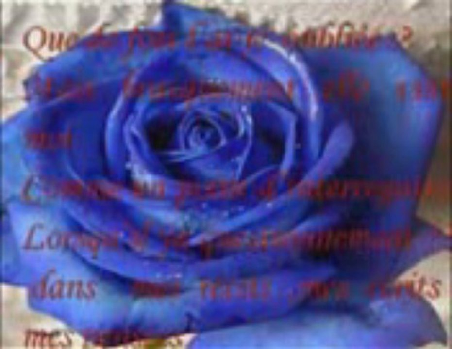 Rose bleue B