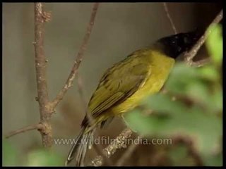 Black-headed Yellow Bulbul of the Himalaya