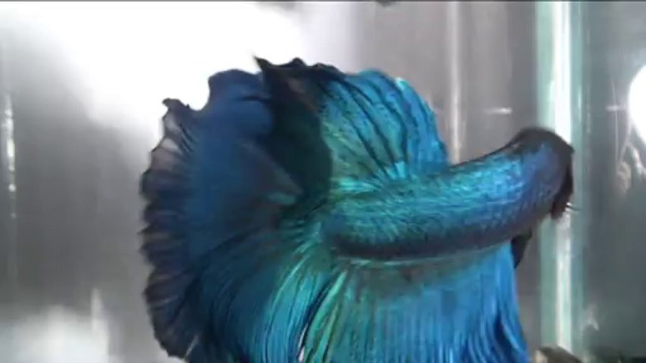 Show Betta souche bleu turquoise Camerlynck Ben Said avant Blois 2013