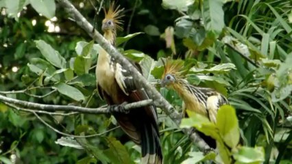 Ecuador aprueba explotar el Yasuní