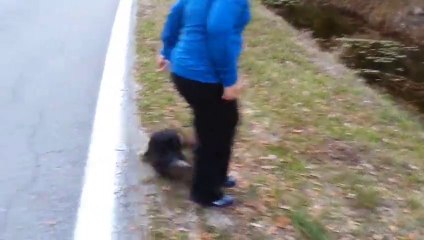 下载视频: Hikers meet the cutest Otter playing like a Puppy!!