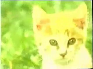 Las aventuras de Chatran - PARTE 2 DE 2 (español latino)