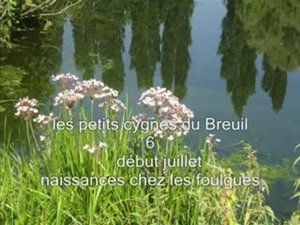 Naissance de foulques